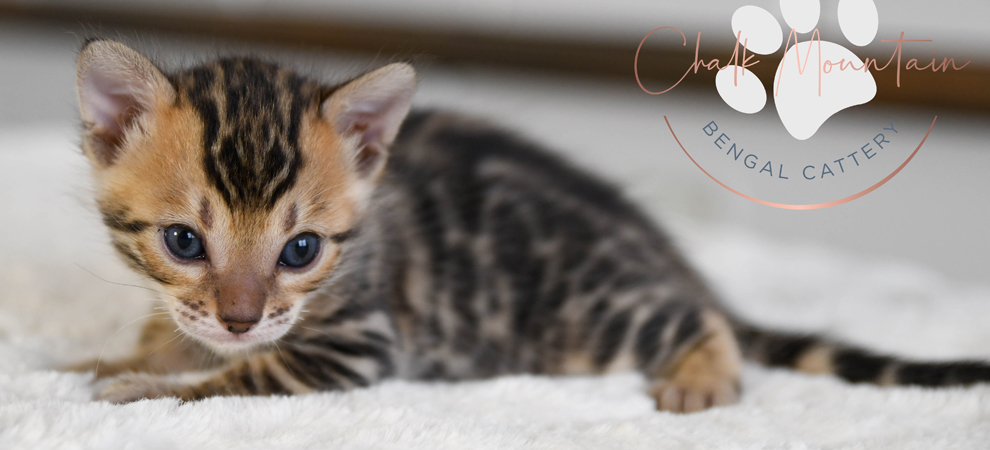 bengal kittens for sale